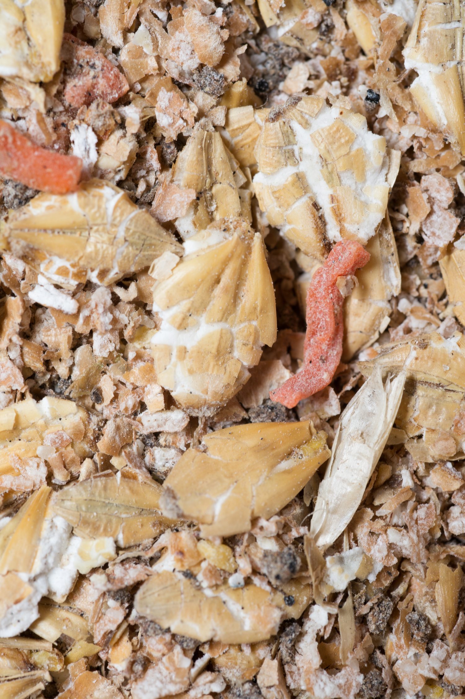 Natural muesli background with barley and carrot. for horse. Natural muesli background with barley and carrot. for horse.