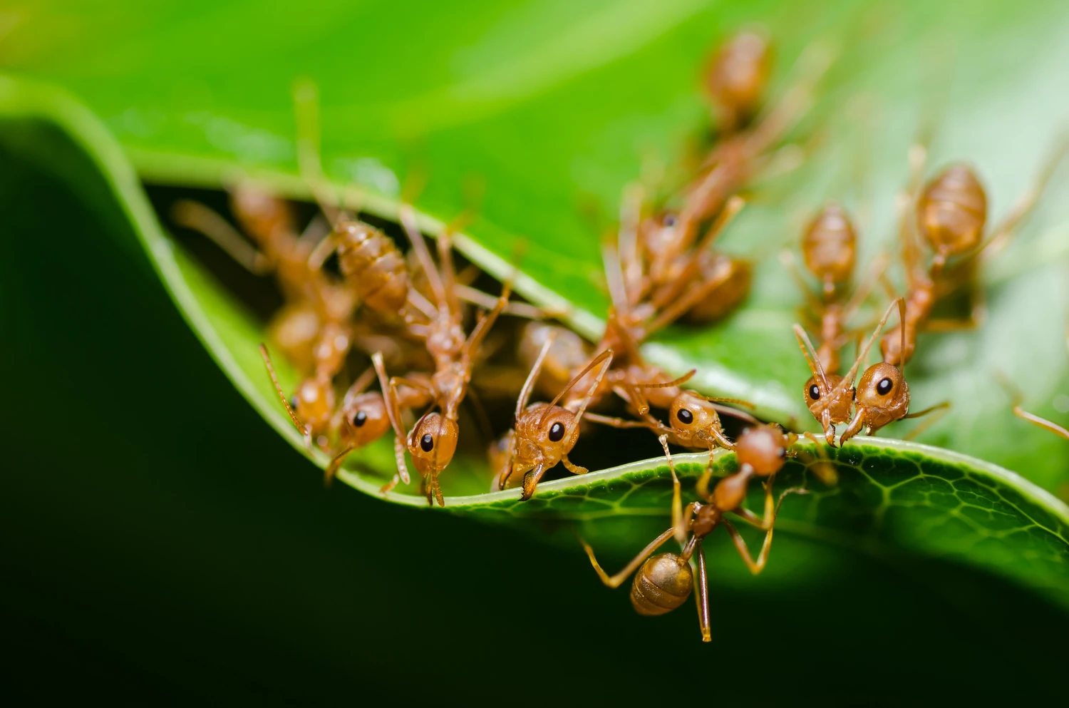 16437656_m (1) red ant teamwork in the nature